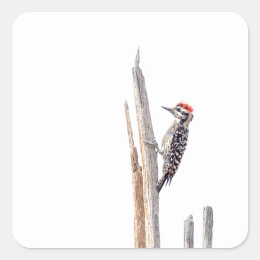 はしご背 スクエアシール (正面)