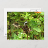 はすけの写真に描かれるトンボ、青いトンボ ポストカード (正面/裏面)