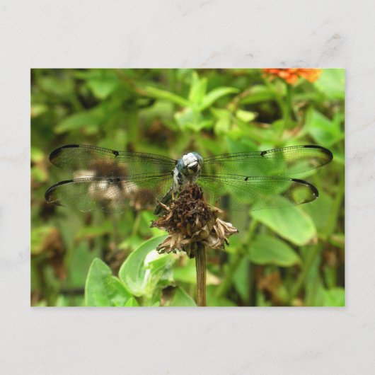 はすけの写真に描かれるトンボ、青いトンボ ポストカード (正面)