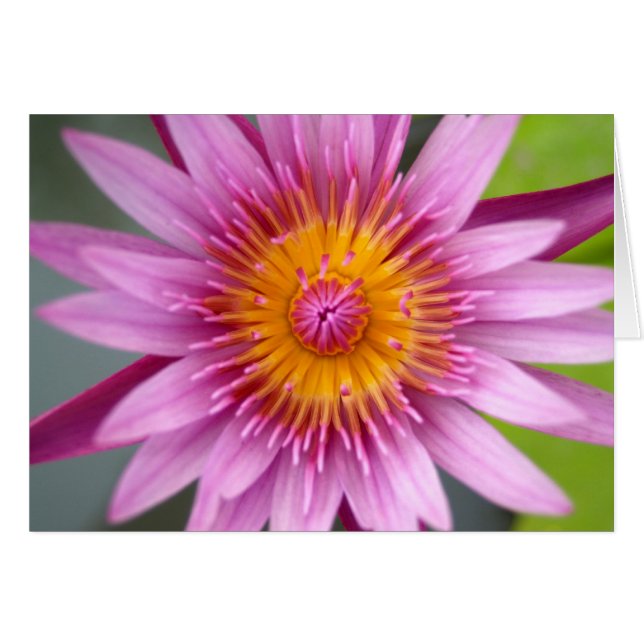 はすの花 (正面横)