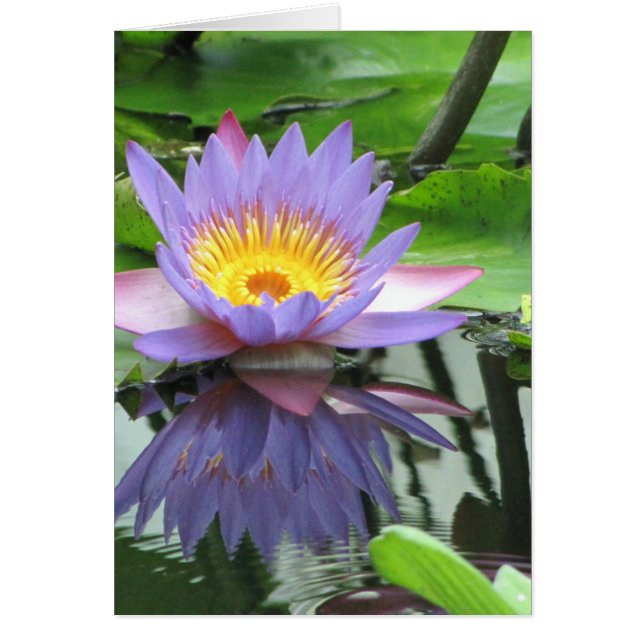 はすの花 (正面)