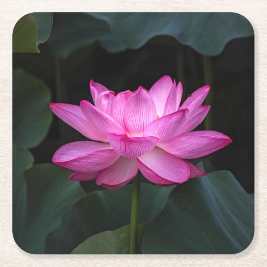 はすの花 スクエアペーパーコースター (正面)