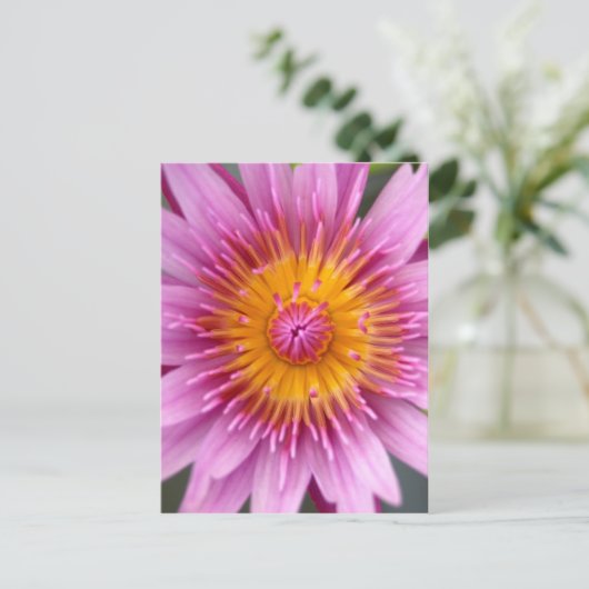 はすの花 ポストカード (スタンド正面)