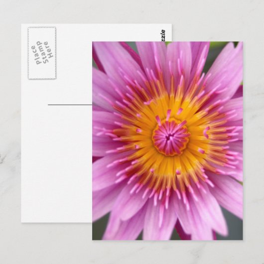 はすの花 ポストカード (正面/裏面)