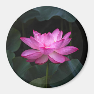 はすの花 マグネット