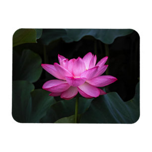 はすの花 マグネット