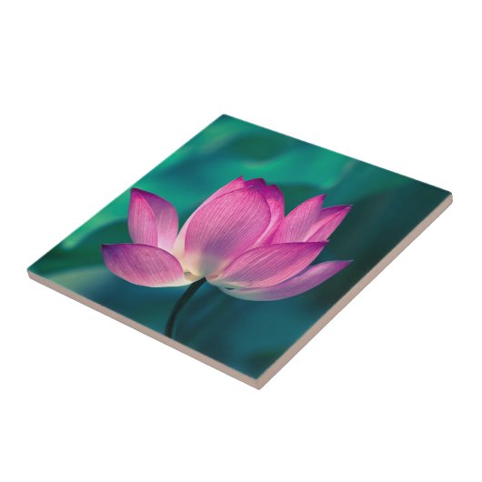 はすスイレンの花 タイル (側面)