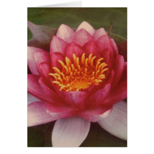 はす花-ローガンGuinn著… (正面)