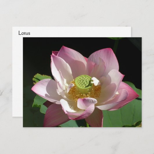 はす 案内ポストカード (正面/裏面)