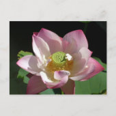 はす 案内ポストカード (正面)