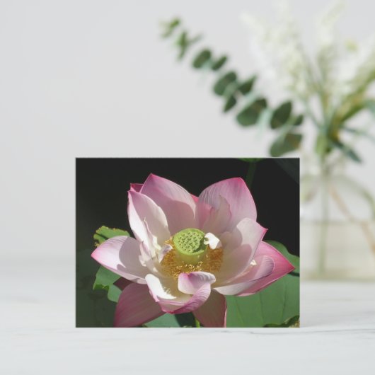 はす 案内ポストカード (スタンド正面)