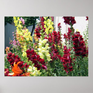 はっきりしたなロケットSnapdragons ポスター