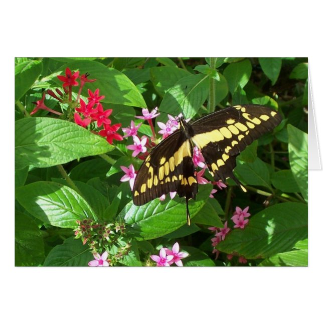 はっきりしたな翼 (正面横)