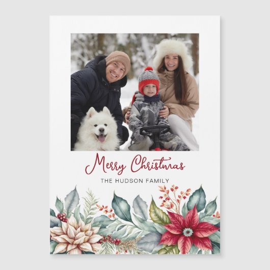 はっきりしたカラフルChristmas Pointsettias Family写真 (正面)