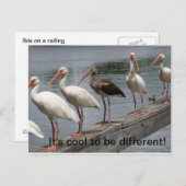 はっクールがき違うをする ポストカード (正面/裏面)