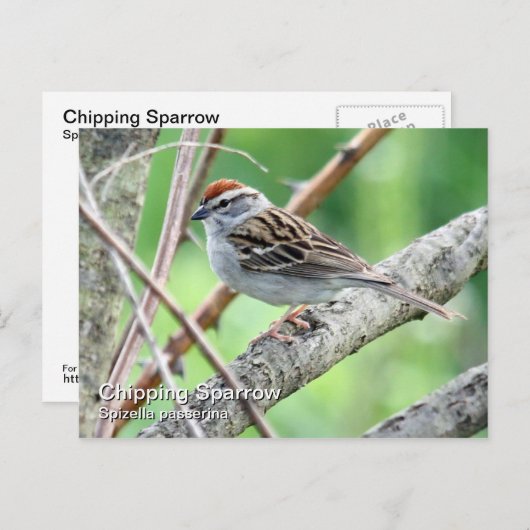 はつり矢印はがき ポストカード (正面/裏面)