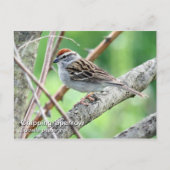 はつり矢印はがき ポストカード (正面)