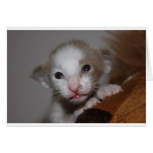 ばかばかしいかわいいベビー子猫 (正面横)