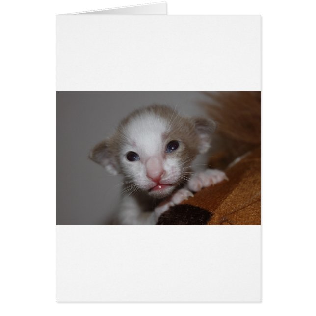 ばかばかしいかわいいベビー子猫 (正面)