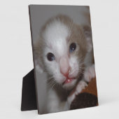 ばかばかしいかわいいベビー子猫 フォトプラーク (側面)