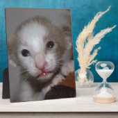 ばかばかしいかわいいベビー子猫 フォトプラーク (側面)