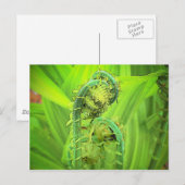 ばか者 ポストカード (正面/裏面)