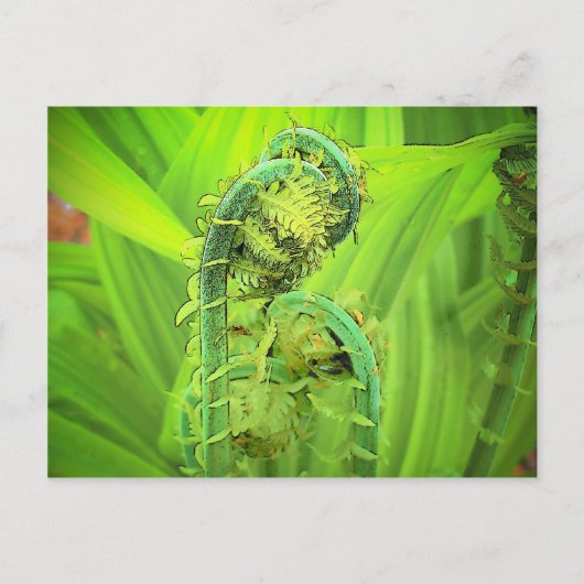 ばか者 ポストカード (正面)