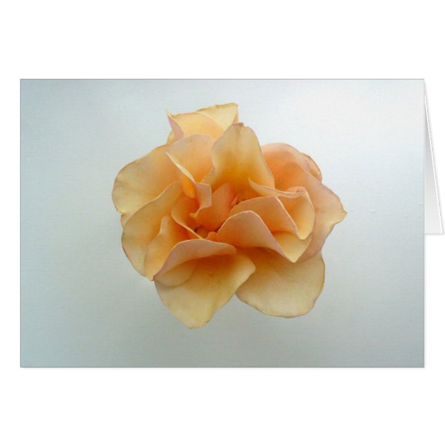 ばら色を完成して下さい (正面横)