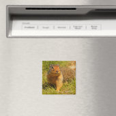 ひきつった鼻のコロンブス マグネット (インサイチュ (食洗機))