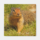 ひきつった鼻のコロンブス マグネット (正面)