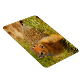 ひきつった鼻のコロンブス マグネット (右側)