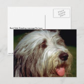ひげのあるコリー ポストカード (正面/裏面)