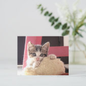 ひげの子ネコのおもちゃ猫の郵便はがき ポストカード (スタンド正面)