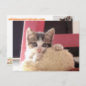 ひげの子ネコのおもちゃ猫の郵便はがき ポストカード (正面/裏面)