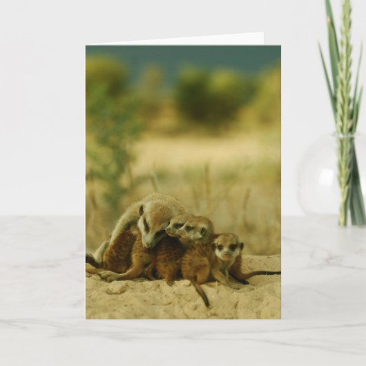 ひげの子犬- KMPカード19 カード (正面)