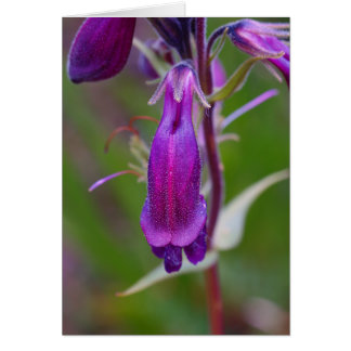 ひげのTongue.Crestedのビュート