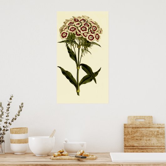 ひげを生やしたピンクまたは甘いウィリアム ポスター (キッチン)