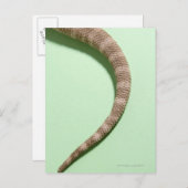 ひげを生やした竜の尾 ポストカード (正面/裏面)