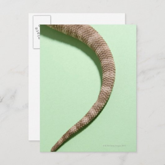 ひげを生やした竜の尾 ポストカード (正面/裏面)