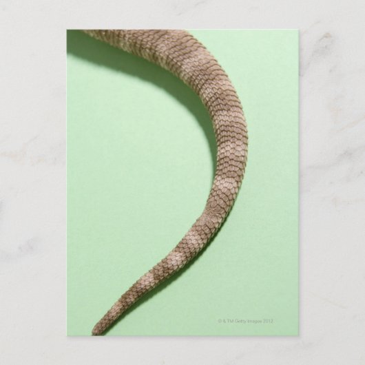 ひげを生やした竜の尾 ポストカード (正面)