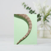 ひげを生やした竜の尾 ポストカード (スタンド正面)