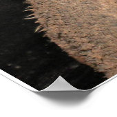 ひげを生やした竜 ポスター (角)