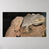 ひげを生やした竜 ポスター (正面)