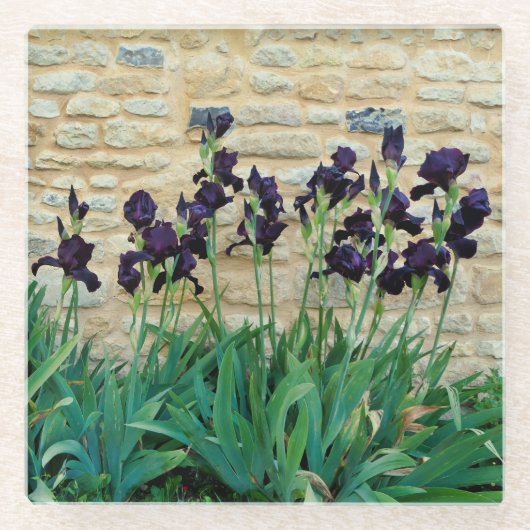 ひげを生やした虹彩 ガラスコースター (正面)