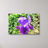 ひげを生やした虹彩 キャンバスプリント (正面)