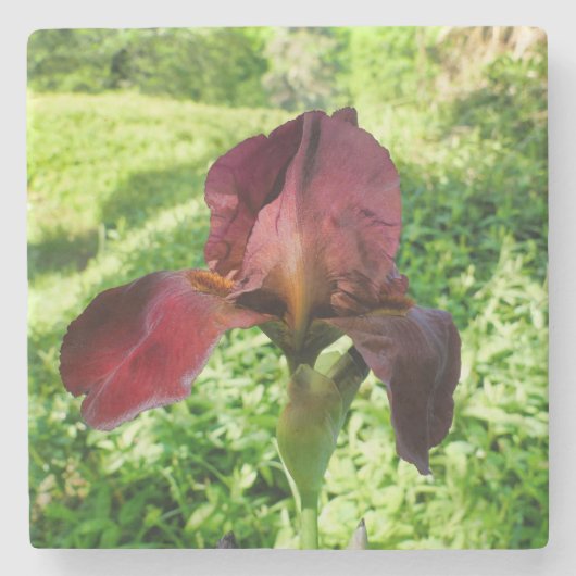 ひげを生やした虹彩 ストーンコースター (正面)