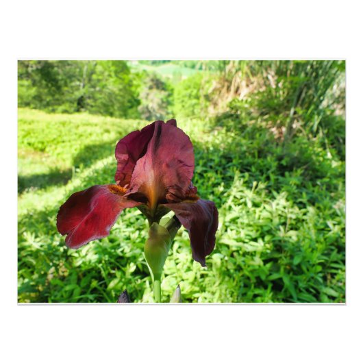 ひげを生やした虹彩 フォトプリント            (正面)