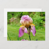 ひげを生やした虹彩 ポストカード (正面/裏面)