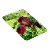 ひげを生やした虹彩 マグネット (右側)