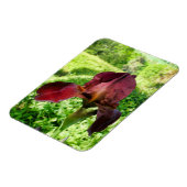 ひげを生やした虹彩 マグネット (左側)